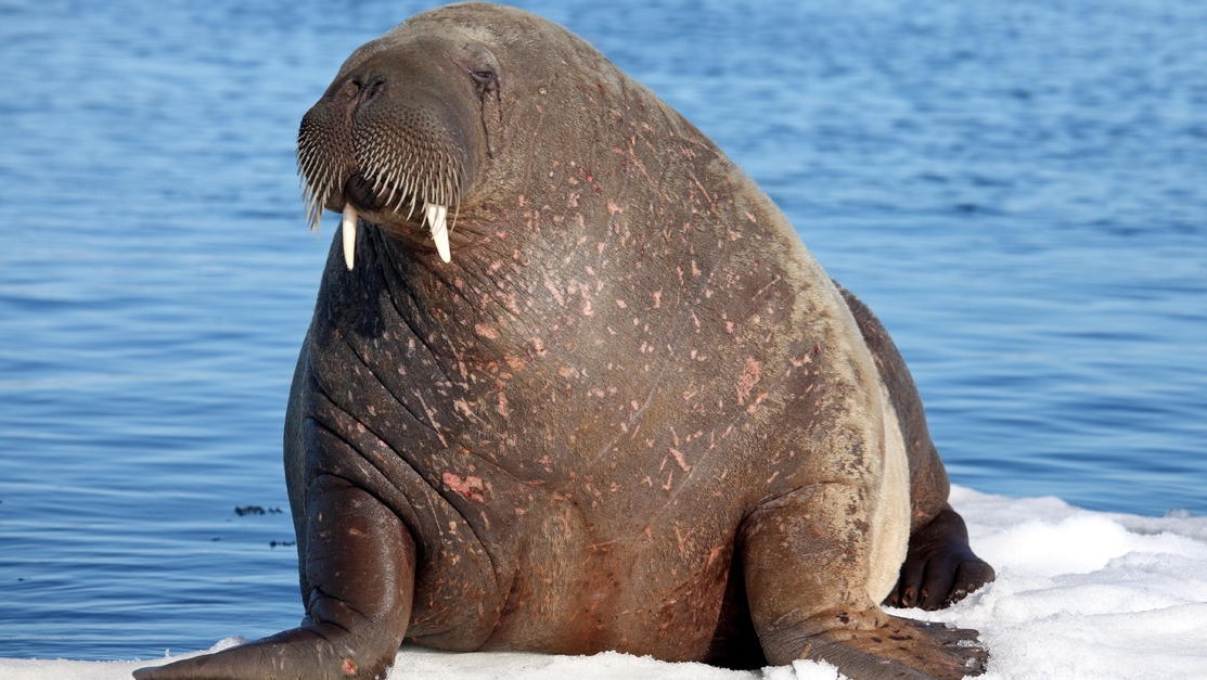 How are Walruses affected by climate change? facts about Walrus