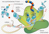 Pengertian, Persamaan dan Fungsi Bagian-Bagian Membran Sel, Sitoplasma dan Organel Sel pada Sel Tumbuhan dan Hewan 