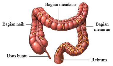 Penjelasan Sistem Pencernaan Manusia Perpustakaan Ilmu Pengetahuan