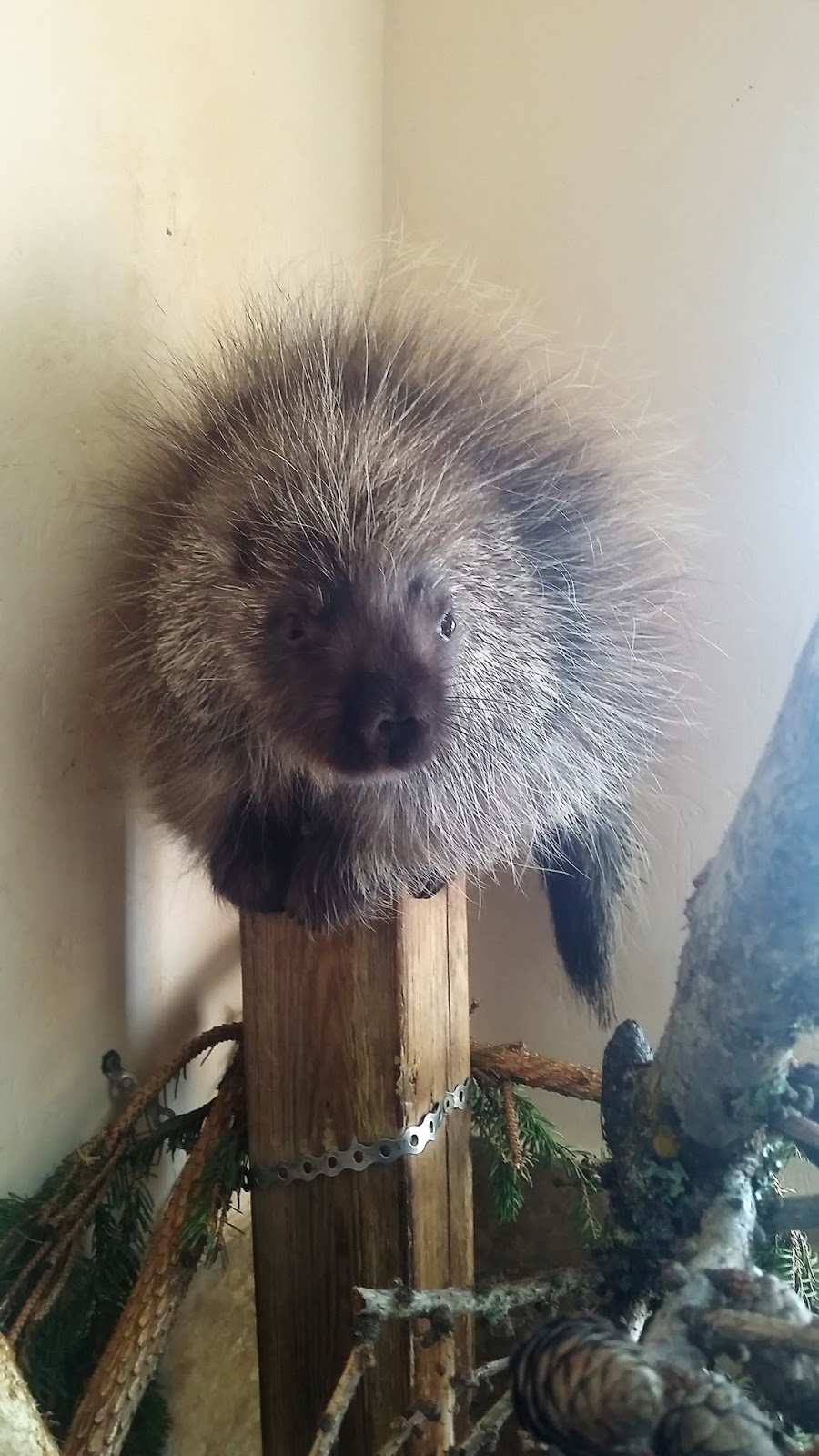 Porcupine Release Northern Lights Wildlife Society