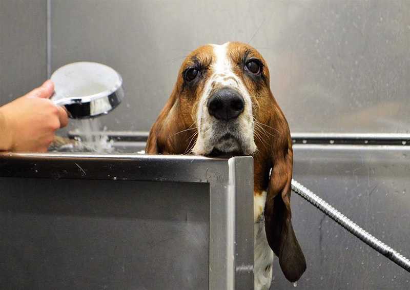 How to Bathe a Dog That is Afraid of Water