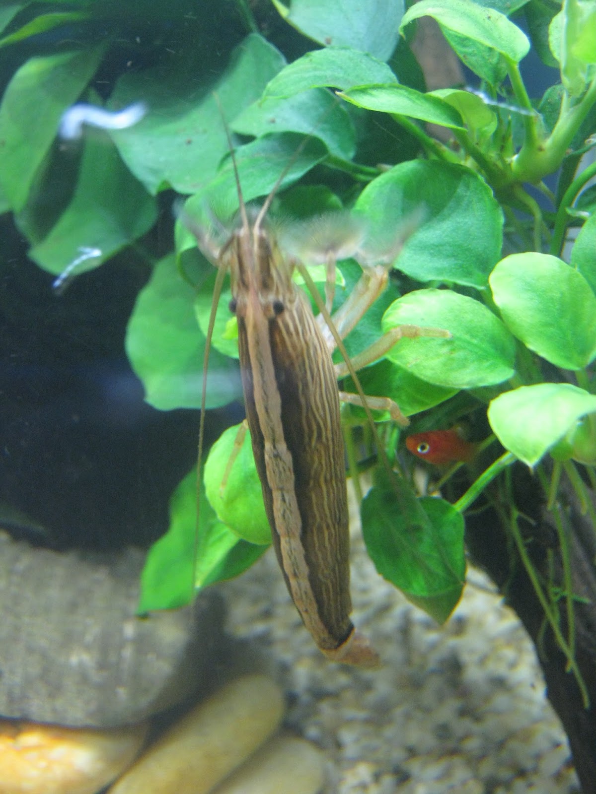 A NIGHT BY THE AQUARIUM FEEDING MY FIRST BAMBOO SHRIMPS
