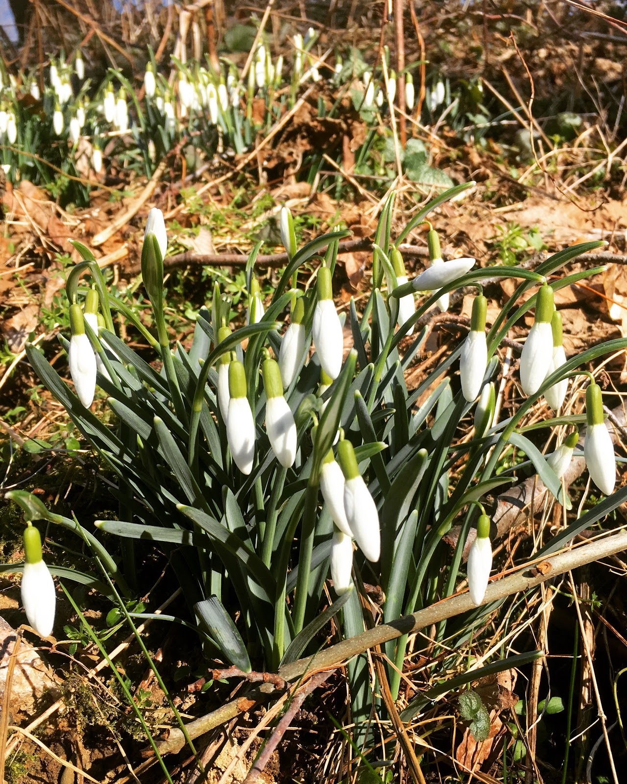 Kessy&amp;#39;s Pink Sugar: Müsli Cookies - healthy &amp; chewy