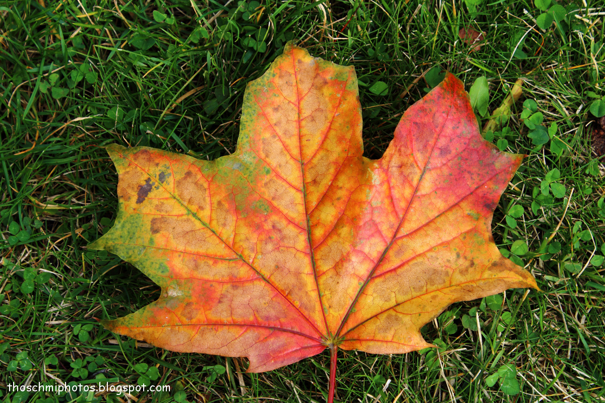 Details of a leaf