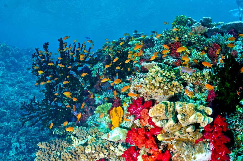 21 amazing shot of Rainbow Reef in Fiji
