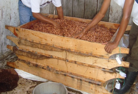 Bandejas de madera utilizadas en el método Rohan de fermentación.