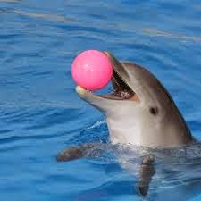 dolphin follows mouse tricks holding ball