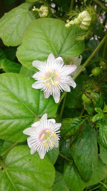 Permot ( Passiflora Foetida L )