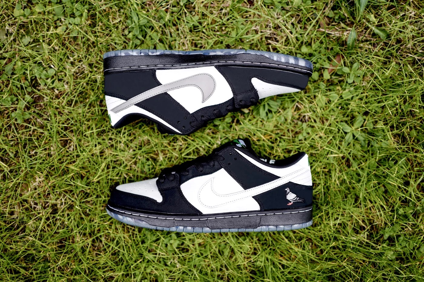 panda pigeon release date