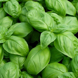 Basil Herb