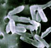 Bactérias Quimioautotróficas