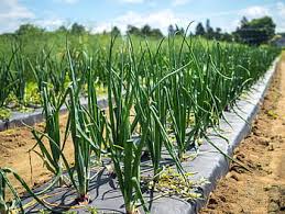 Health Benefits of Eating Organic Food Health Benefits of Eating Organic Food