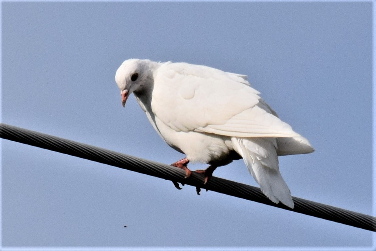 nature tales and camera trails A White Pigeon for Saturday Critters
