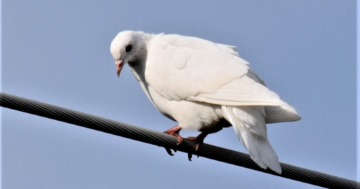 nature tales and camera trails A White Pigeon for Saturday Critters
