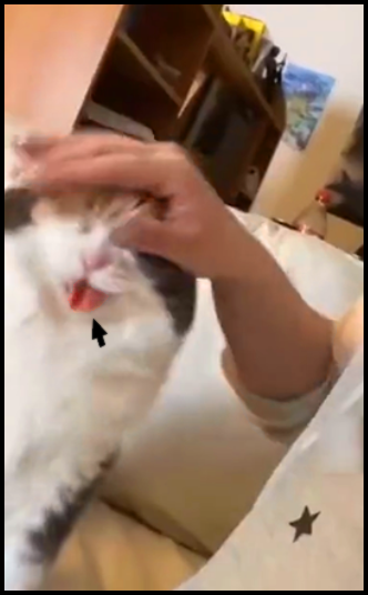 Funny petted cat sticking his tongue because he's in heaven Funny petted cat sticking his tongue because he's in heaven