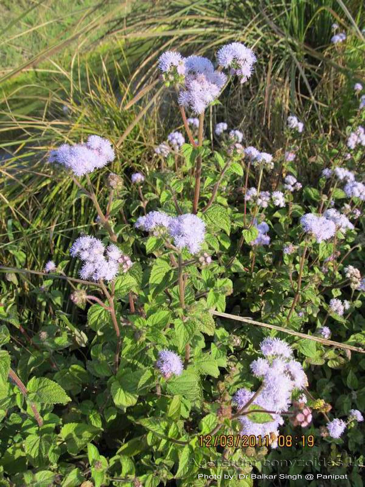 Medicinal Plants Ageratum conyzoides visamusti jungli Medicinal Plants Ageratum conyzoides visamusti jungli