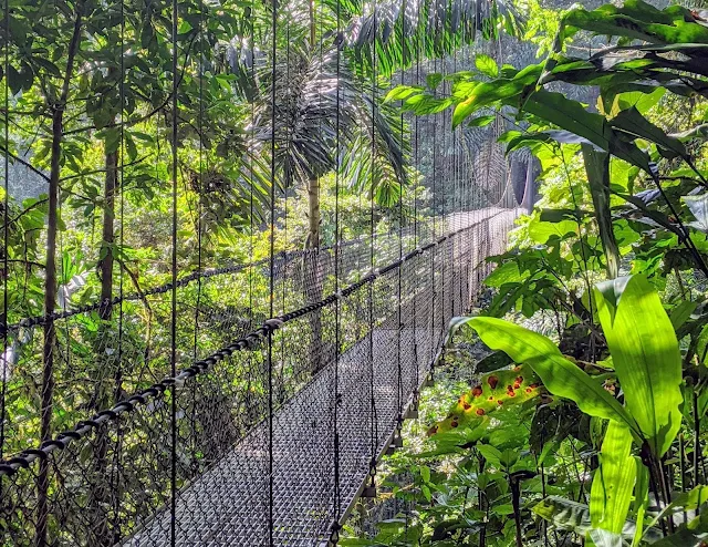 Costa Rica Itinerary: Hanging bridge at Monteverde Cloud Forest Reserve