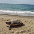   Τραυματισμένη χελώνα Καρέτα Καρέτα εντοπίστηκε στο Μονολίθι