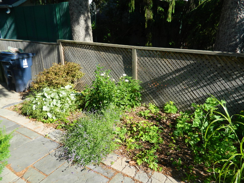 Plant Inventory At 20 Timothy Salix Integra Dappled Willow