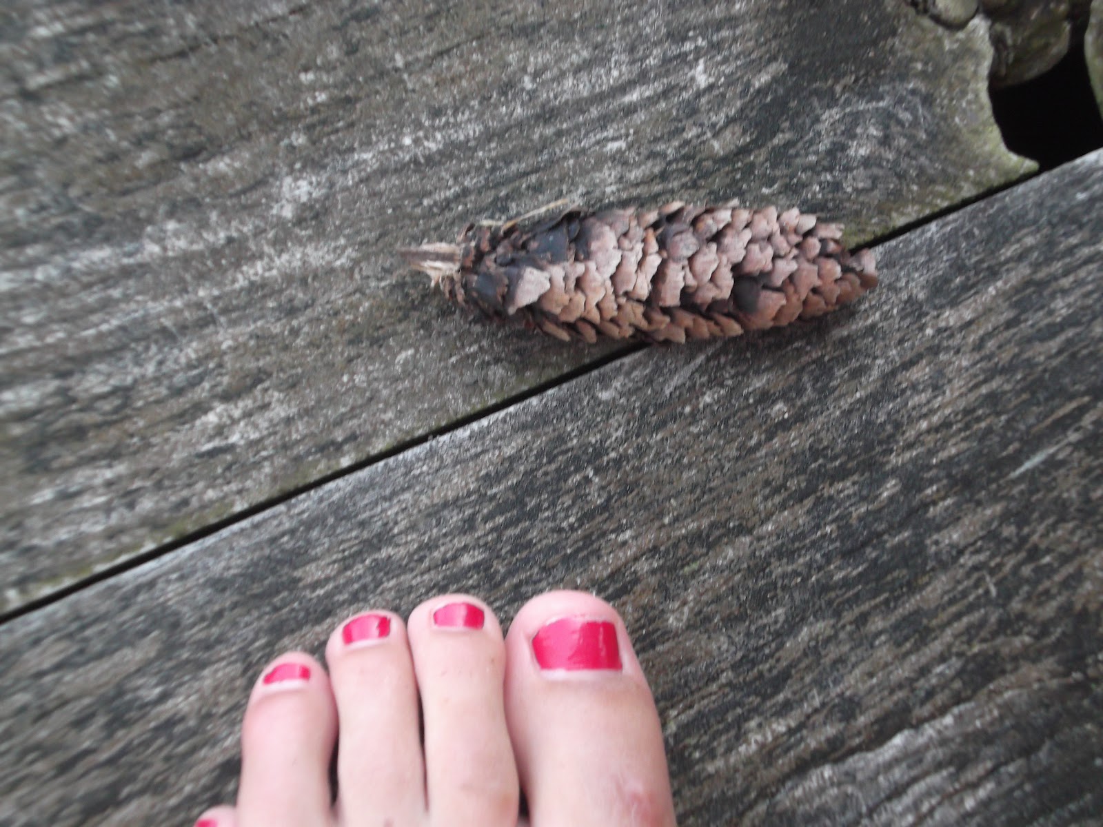 AP Bio Blog 2012 Gymnosperm Cone