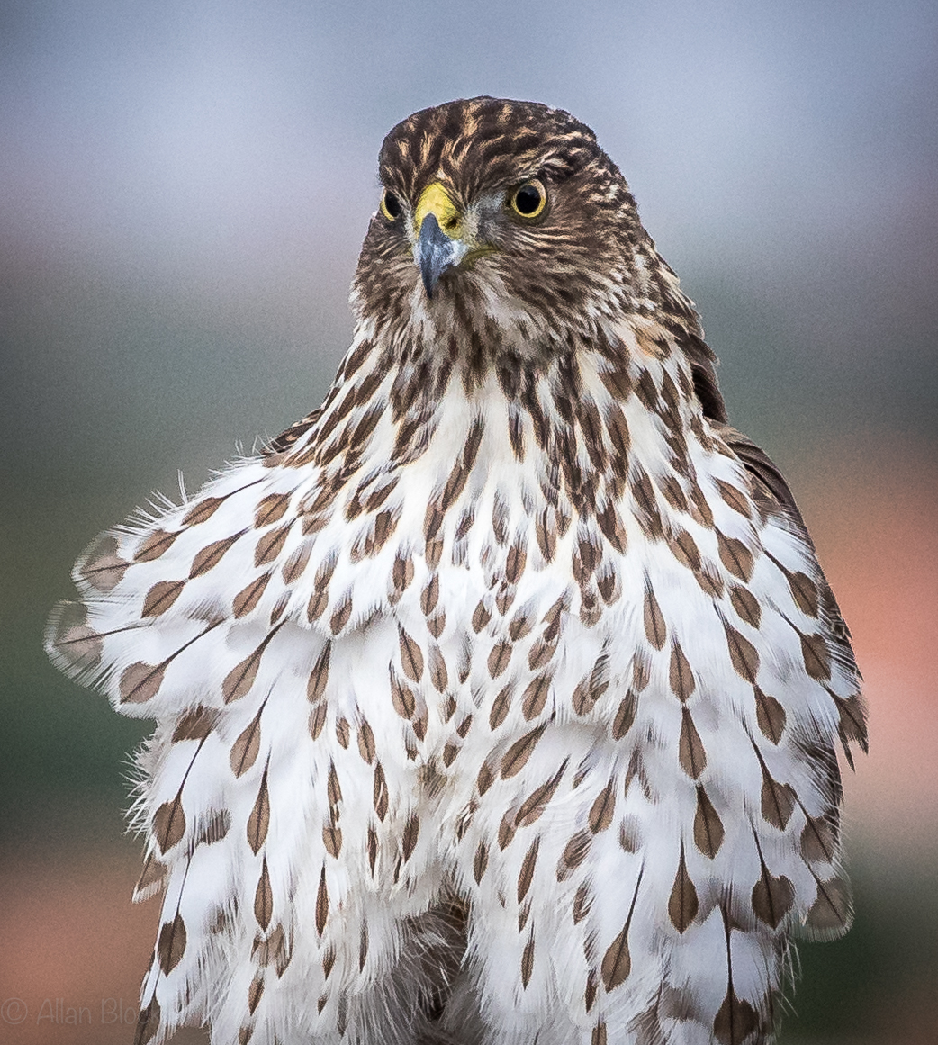 Feather Tailed Stories Cooper's Hawk Portraits