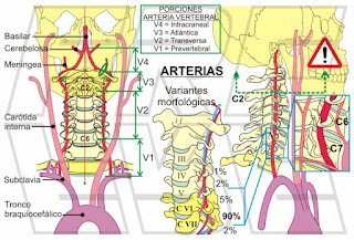 La arteria vertebral y la carotida,