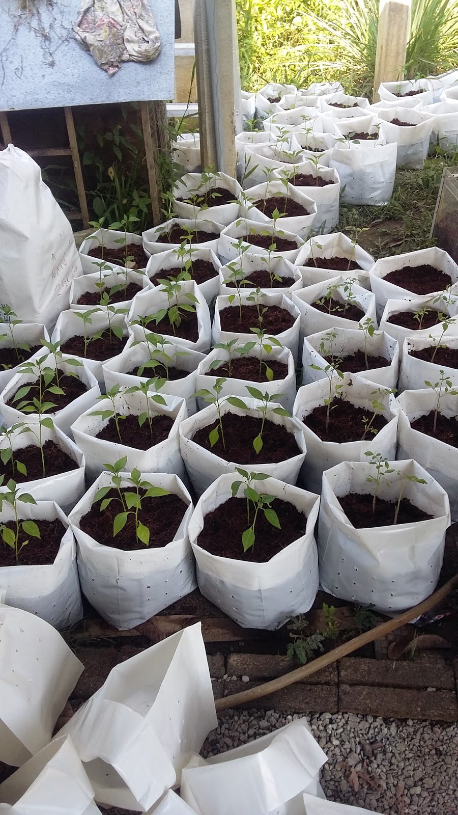 inani rahman: tanaman moden....tanaman fertigasi