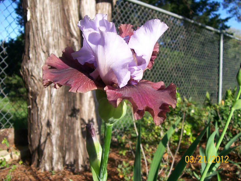 Amateur Gardener Electrique Tall Bearded Iris