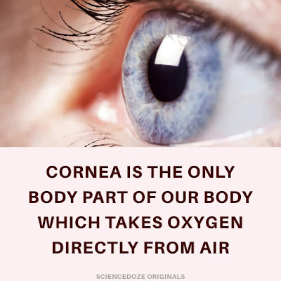 Cornea facts