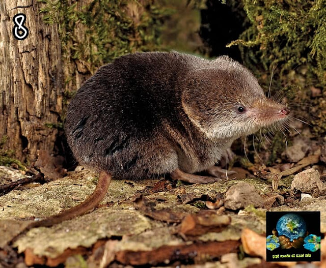 8. ඩෙස්මන් සත්ව වර්ගය (Desman/muskrat)