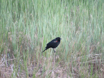 Lower Klamath National Wildlife Refuge