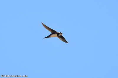 Ballester (Tachymarptis melba)