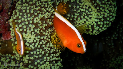 poisson orange clown à El Nido