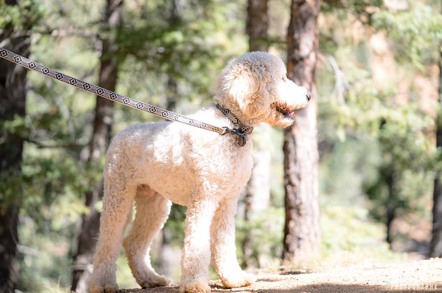 Dog in the mountains