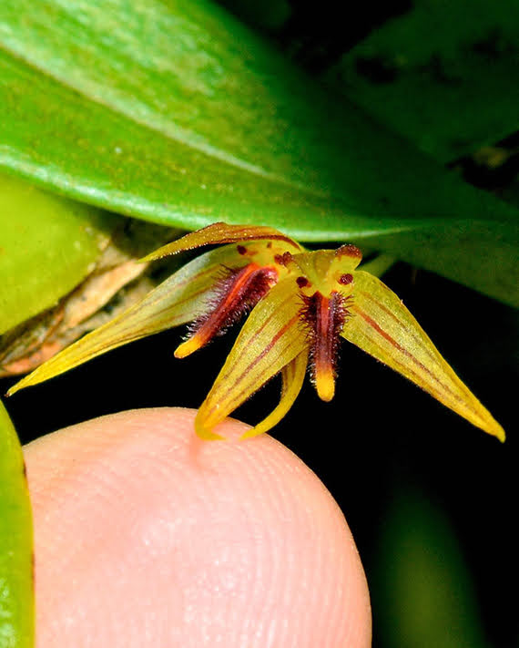 Bulbophyllum planiplexum
