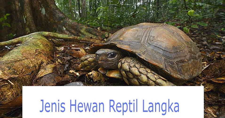 10 Jenis Hewan  Reptil  Langka dan Pembahasannya Hewan  Reptil 