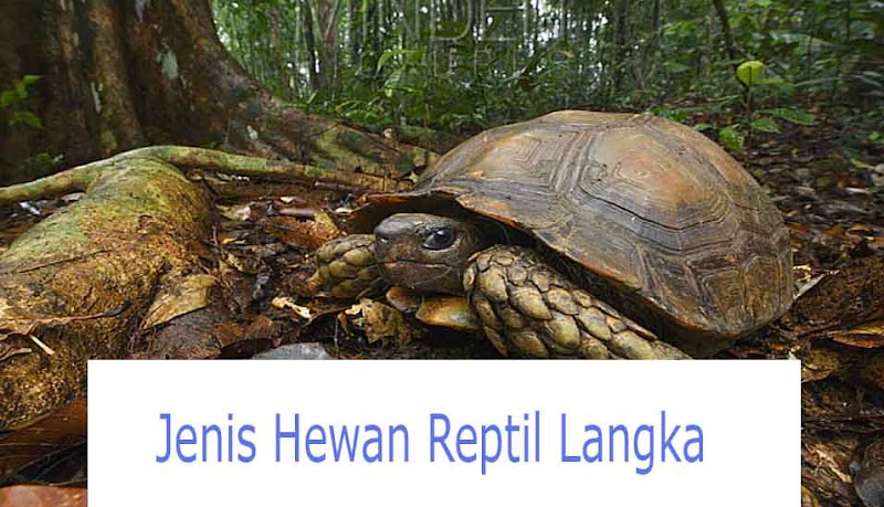 57+ Hewan Reptil Langka, Paling Populer!