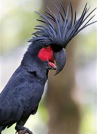 Burung Kakatua Raja Hitam Dari Papua Burung Hias