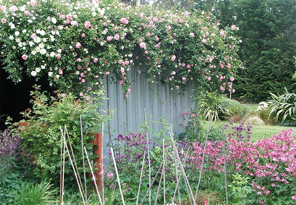 Rambling Rose