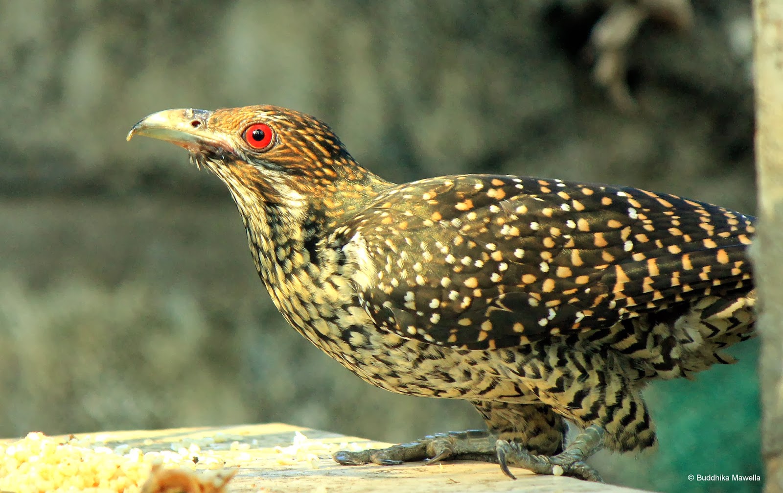 Lanka Nature Summary Asian Koel (Eudynamys scolopaceus)