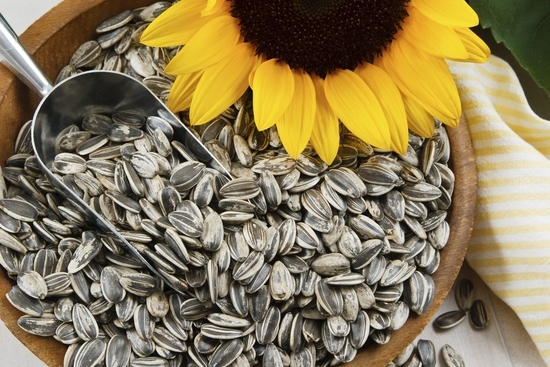 semillas girasol