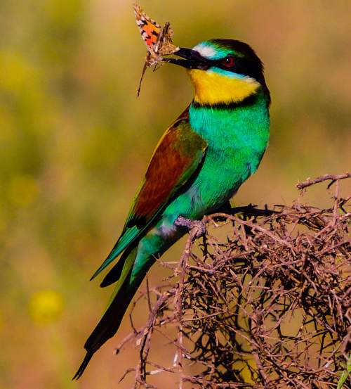 European bee-eater images | Birds of India | Bird World