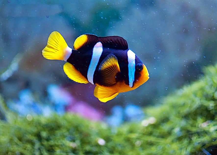 ikan badut - Ucizia Fish