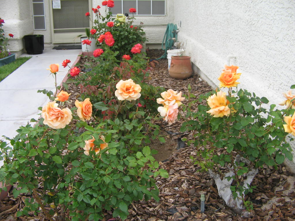Xtremehorticulture of the Desert Roses Can Be A Good Landscape Plant