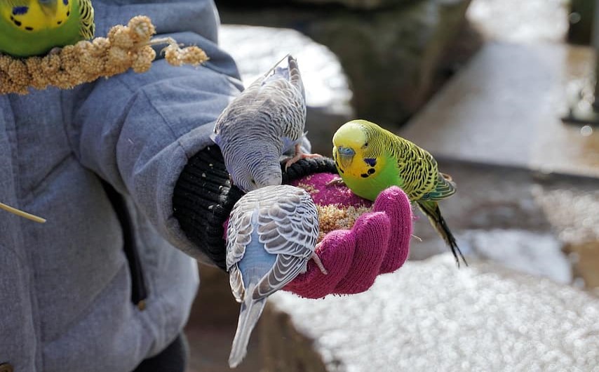 Feed your pet bird