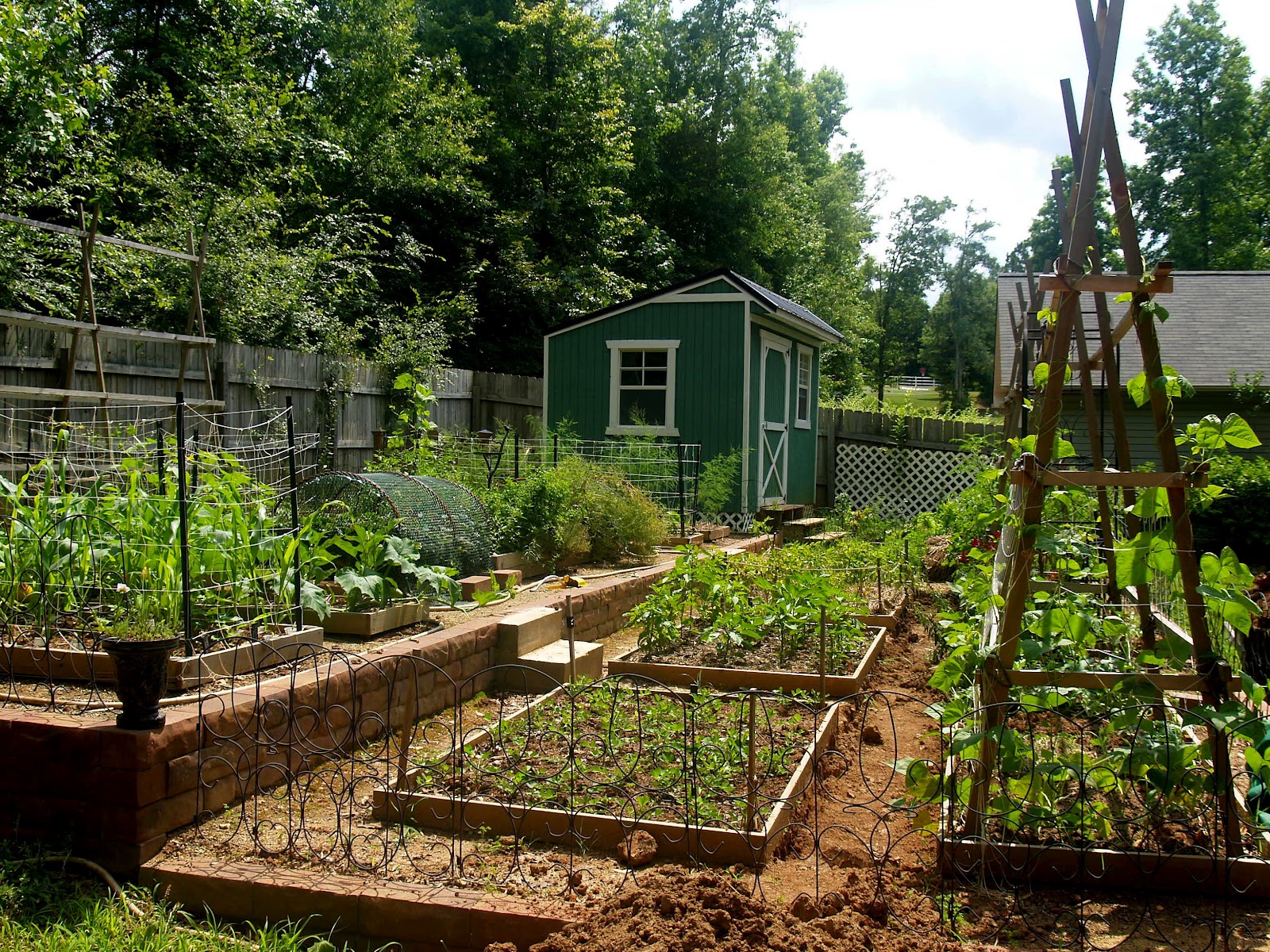 Budding and Blooming: Early June Veggie Garden Tour