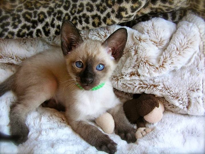 Siamese kittens for sale in Charlotte,North Carolina