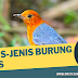 Jenis-Jenis Burung Anis yang Perlu Anda Tahu Sebagai Pecinta Burung