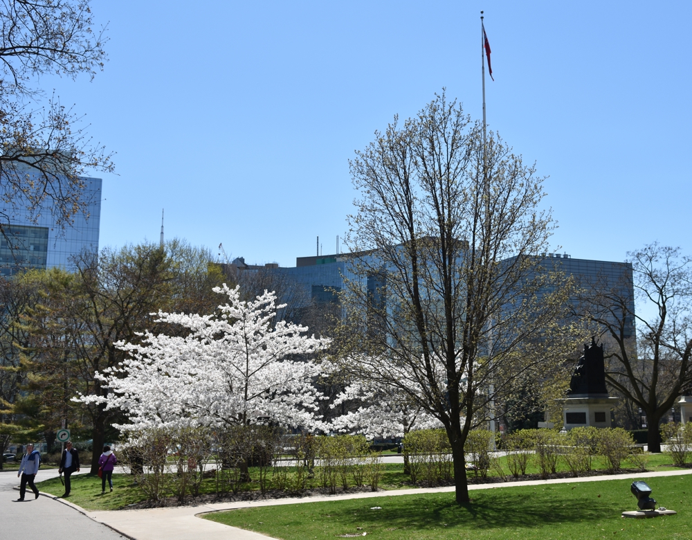 Toronto Grand Prix Tourist A Toronto Blog Queen's Park Cherry