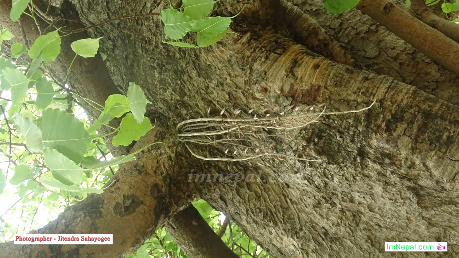 Images of Amazing Flowers in Ficus Religiosa Tree Bloomed Like Garland in Siraha, Nepal Images of Amazing Flowers in Ficus Religiosa Tree Bloomed Like Garland in Siraha, Nepal